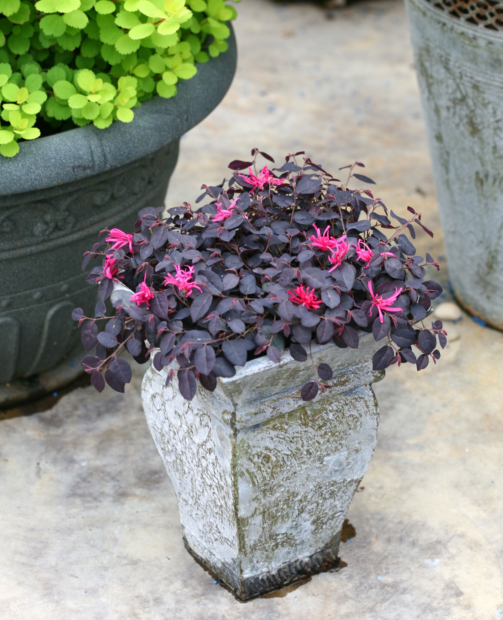 Jazz Hands Mini® Loropetalum: Dwarf Purple Groundcover | Nature Hills