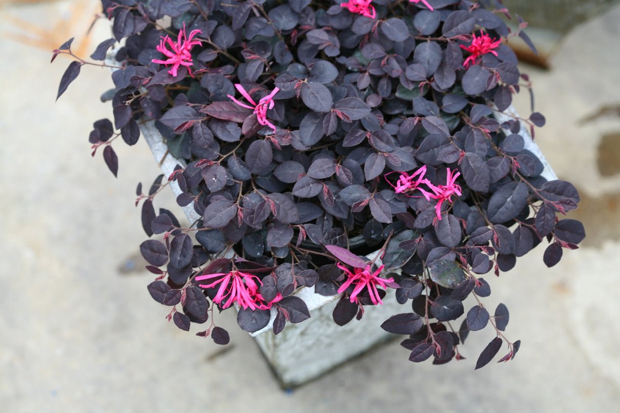 Jazz Hands Mini® Chinese Fringe Flower (Loropetalum chinense 'Beni Hime') shrub detail, image 7 of 11.