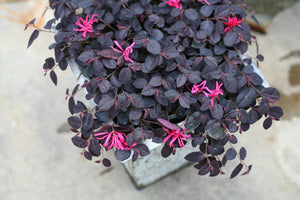 Jazz Hands Mini® Chinese Fringe Flower (Loropetalum chinense 'Beni Hime') shrub detail, image 7 of 11.