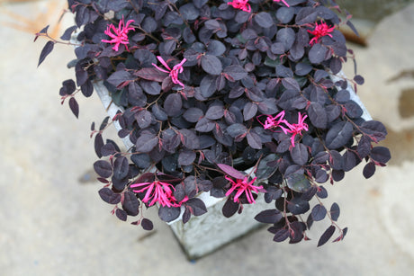 Jazz Hands Mini® Chinese Fringe Flower (Loropetalum chinense 'Beni Hime') shrub detail, image 7 of 11.