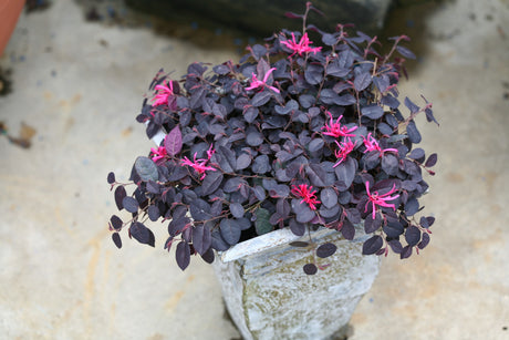 Jazz Hands Mini® Chinese Fringe Flower (Loropetalum chinense 'Beni Hime'), a shrub featuring arching, dense form.