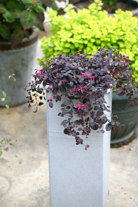 Jazz Hands Mini® Chinese Fringe Flower (Loropetalum chinense 'Beni Hime') shrub detail, image 8 of 11.