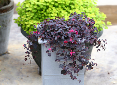 Jazz Hands Mini® Chinese Fringe Flower (Loropetalum chinense 'Beni Hime') shrub detail, image 9 of 11.