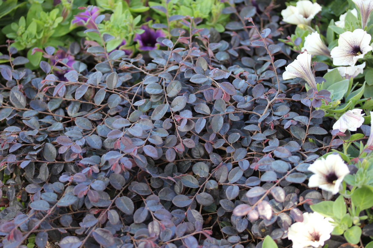 Jazz Hands Mini® Chinese Fringe Flower (Loropetalum chinense 'Beni Hime') shrub detail, image 11 of 11.