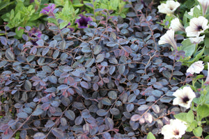 Jazz Hands Mini® Chinese Fringe Flower (Loropetalum chinense 'Beni Hime') shrub detail, image 11 of 11.