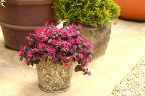 Jazz Hands® Pink Chinese Fringe-flower