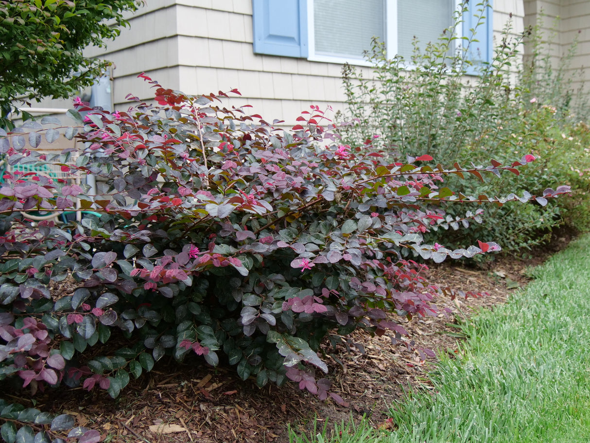 Jazz Hands® Pink Chinese Fringe-flower