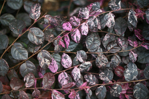 Detail view of Jazz Hands Variegated® Chinese Fringe-flower (Loropetalum chinense 'Irodori') showing plant structure and foliage.