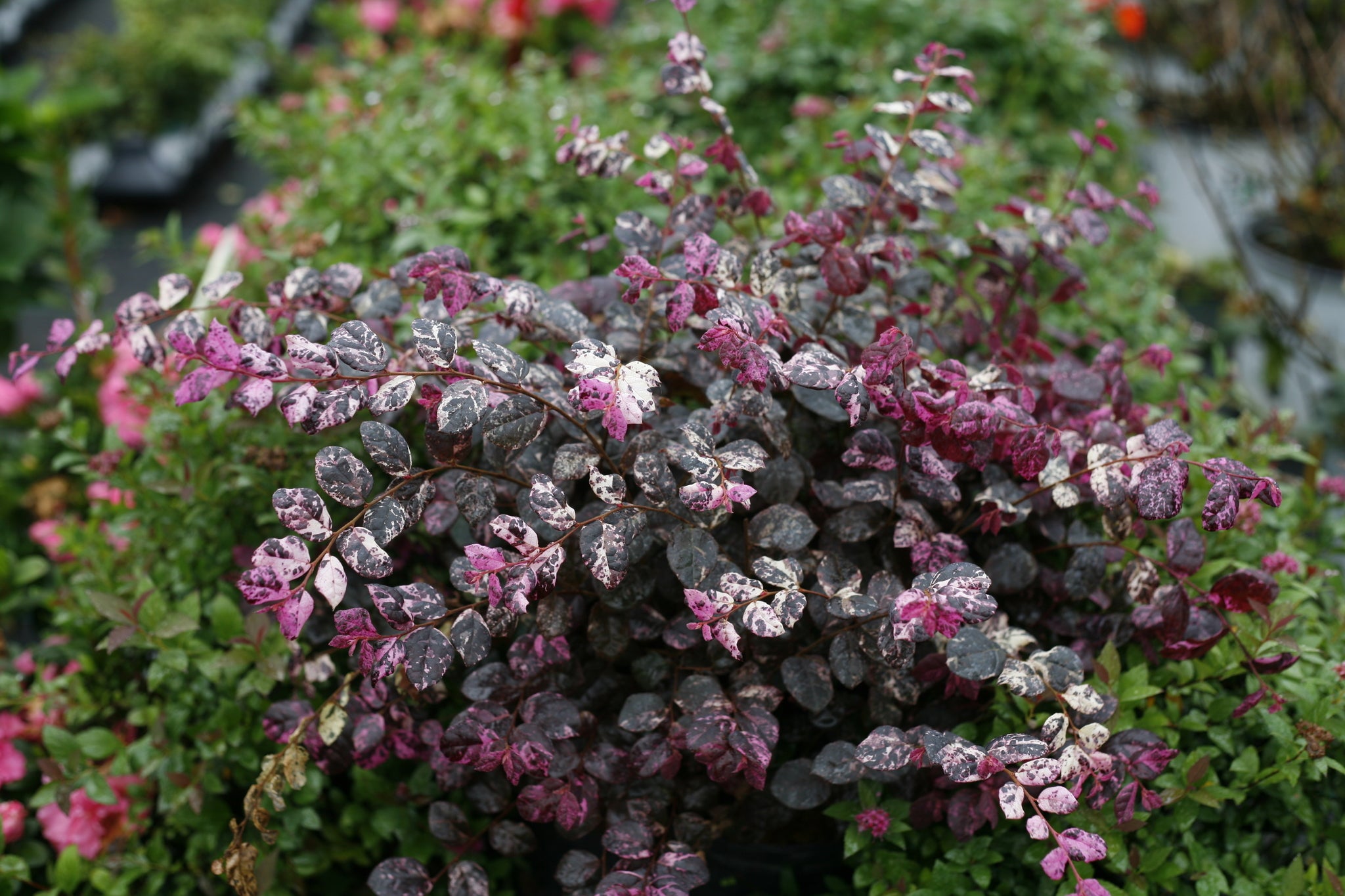 Jazz Hands Variegated Loropetalum | First Variegated Type