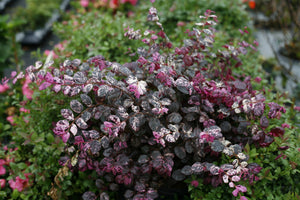 Jazz Hands Variegated® Chinese Fringe-flower (Loropetalum chinense 'Irodori'), a shrub featuring arching, dense form.