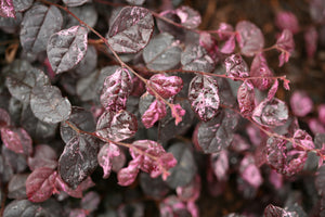 Jazz Hands Variegated® Chinese Fringe-flower (Loropetalum chinense 'Irodori') foliage and growth habit in the landscape.