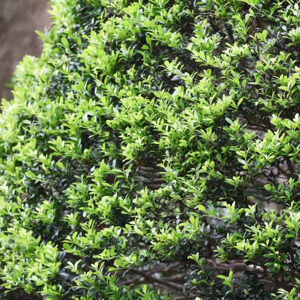 Lucky Marble™ Japanese Holly