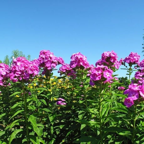Luminary® Ultraviolet Tall Garden Phlox with vivid ultraviolet-purple flower clusters atop tall, sturdy stems and deep green lance-shaped leaves.