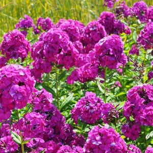 Close-up of Luminary® Ultraviolet Tall Garden Phlox showing fragrant, starry purple florets packed into rounded summer bloom heads.