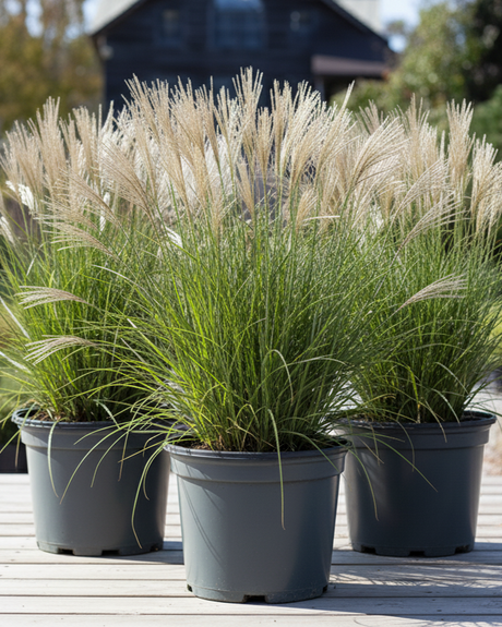 Three potted ornamental grasses on a wooden deck with a garden background