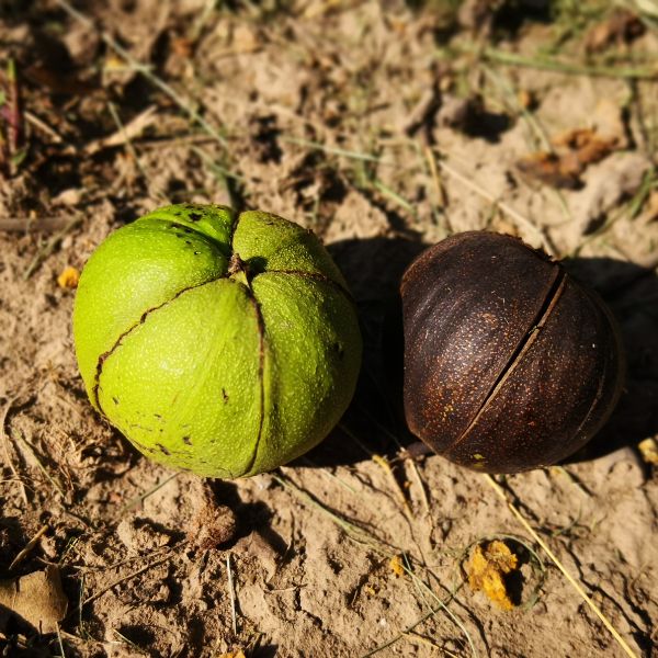 Mockernut Hickory Tree
