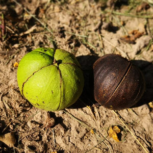 Mockernut Hickory Tree
