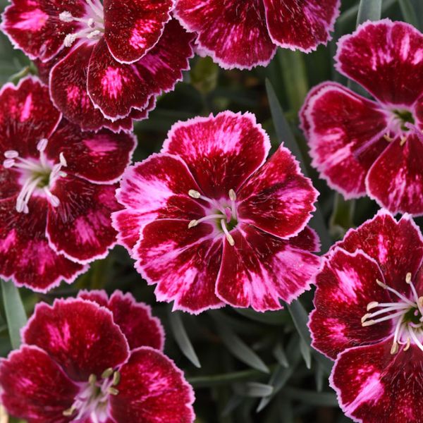 Mountain Frost™ Ruby Glitter Dianthus