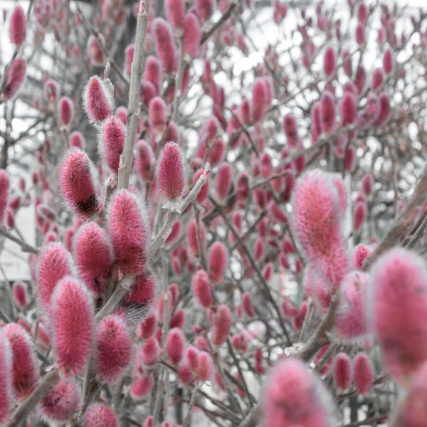 Mt. Aso Pink Japanese Pussy Willow