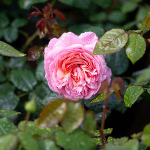 Martha Stewart Hybrid Tea Rose displaying fully double pink blooms with rain droplets on petals and foliage.