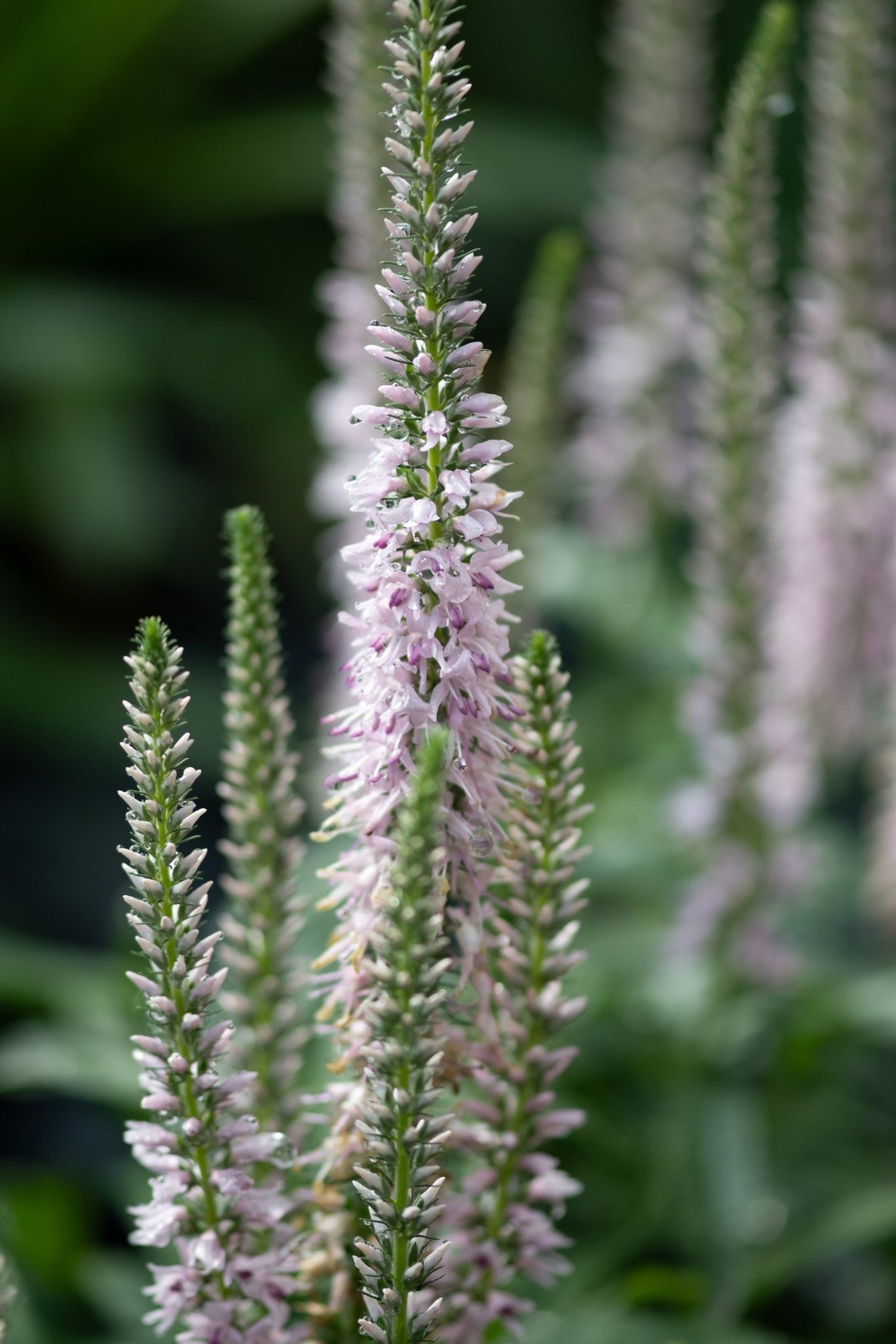 Moody Blues® Pink Veronica