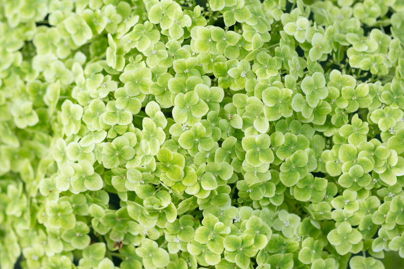 Close-up of a green hydrangea shrub covered in dense clusters of lime-green four-petaled blooms.