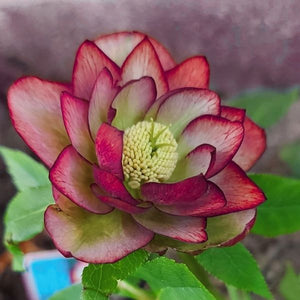 North Star™ Garnet Frills Lenten Rose
