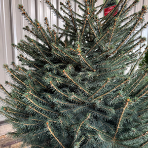 The Norway Spruce is the quintessential Christmas tree. Fast-growing and beautifully symmetrical, it brings a timeless evergreen look to your winter garden and festive celebrations.