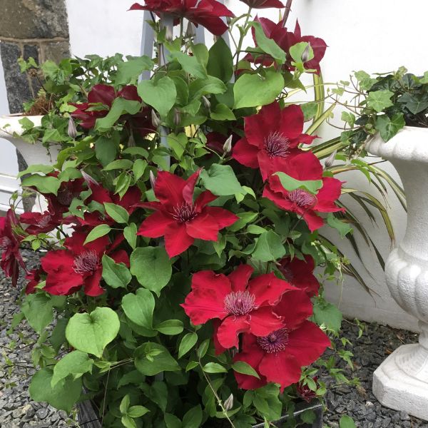 Nubia Clematis on Trellis