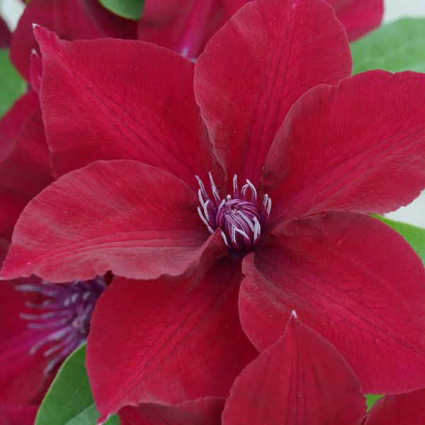 Nubia Clematis Bloomed