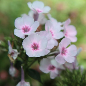 Opening Act Pink - a - Dot Hybrid Phlox