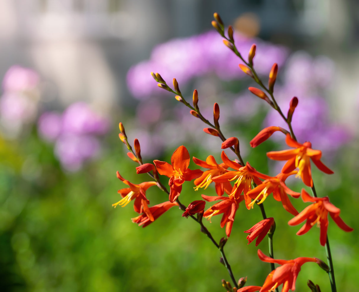 Orange Pekoe Crocosmia