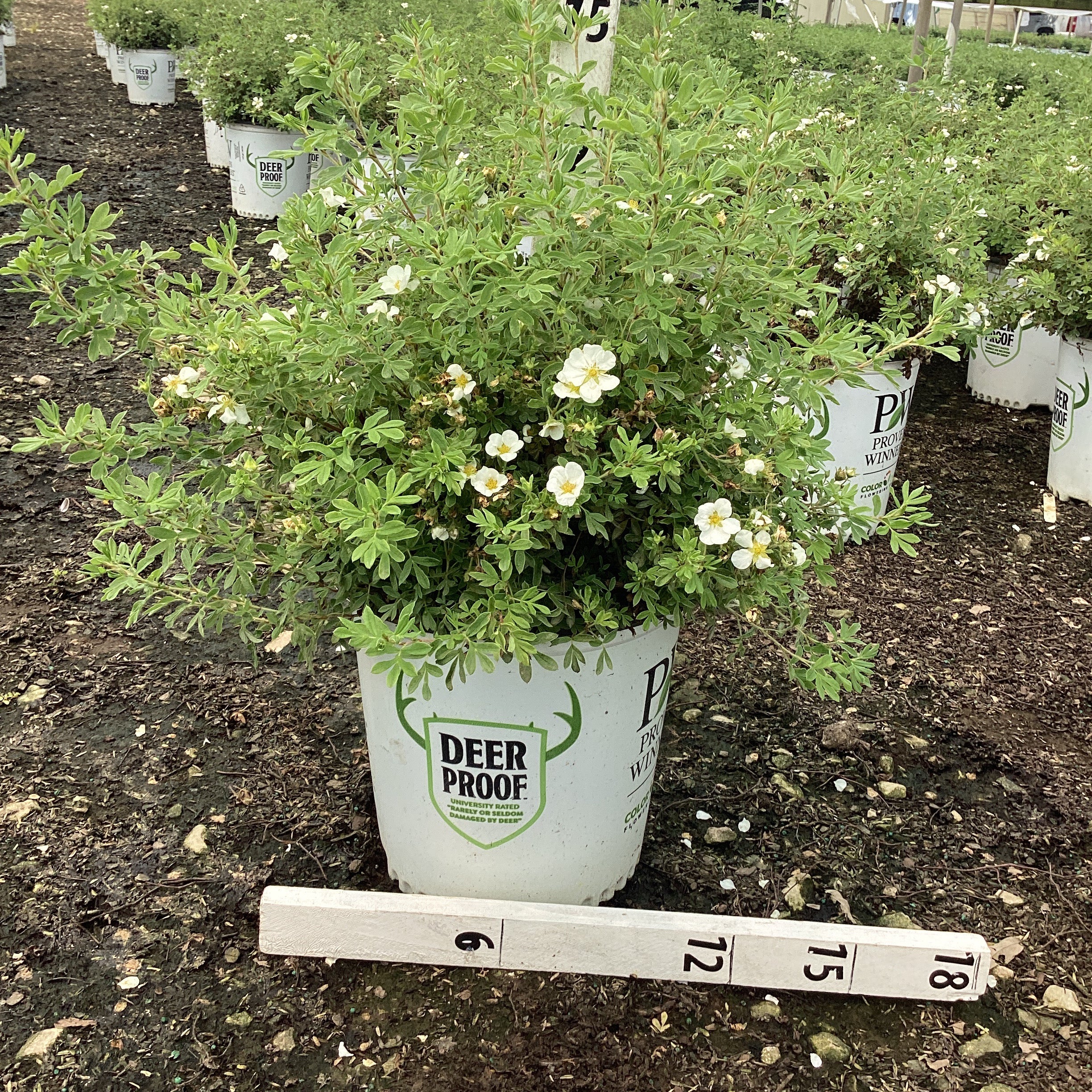 Happy Face® White Potentilla