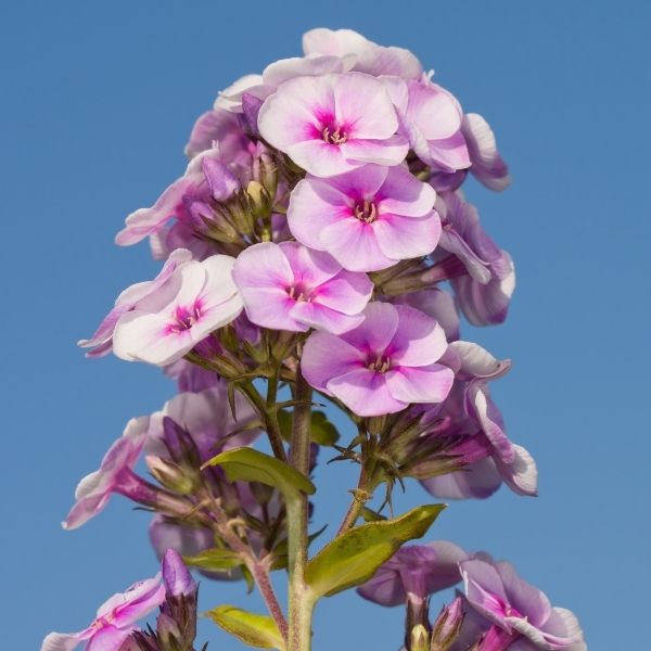 Proven Winners Luminary Opalescence Tall Garden Phlox (Phlox paniculata 'Opalescence'). Features large, pastel pink and white flower clusters. A fragrant and mildew-resistant perennial for sun.