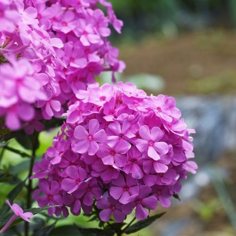 Proven Winners Opening Act Ultrapink Hybrid Phlox (Phlox hybrid 'Opening Act Ultrapink', PP#32,093). Features masses of vibrant, ultrapink flowers on an upright, reblooming perennial.