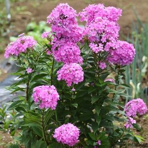 Clump of Phlox hybrid 'Opening Act Ultrapink' with star-shaped, deep pink flowers. A compact, groundcover Phlox perfect for full sun garden edging or mass planting.