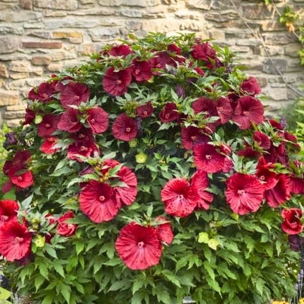 Blackberry Merlot Rose Mallow | Buy at NatureHills.com