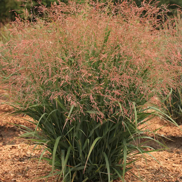 Dream Catcher® Smoky Rose® Switch Grass