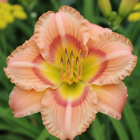 'Peach Blast' Daylily (Hemerocallis) from Nature Hills. Vibrant perennial with large peachy-orange flowers, perfect for a compact mailbox garden or front border.