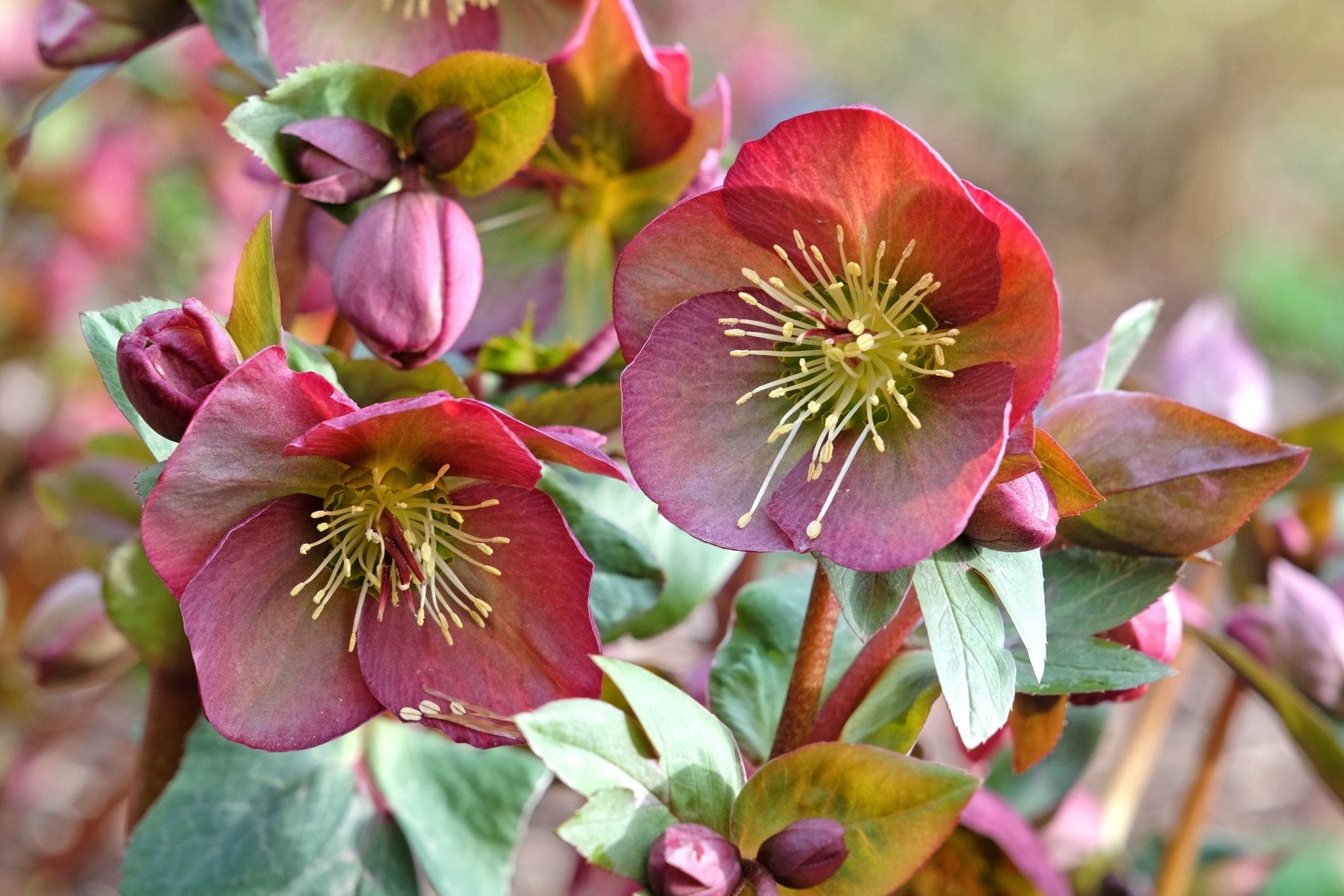 ミロ ロラン・ペンローズ Helleborus - Penny's Pink Lenten Rose - Sugar Creek Gardens