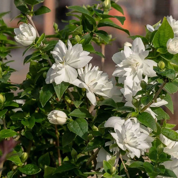 Pearls of Perfume™ Mock Orange