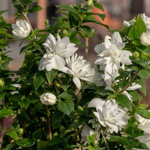 Pearls of Perfume™ Mock Orange
