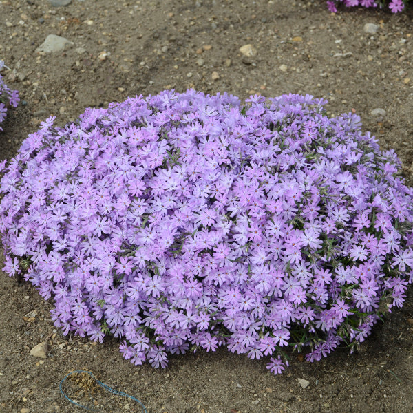 Bedazzled Lavender Hybrid Spring Phlox