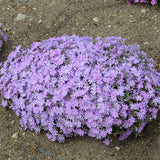 Bedazzled Lavender Hybrid Spring Phlox