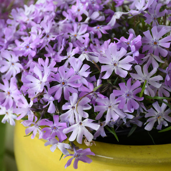Bedazzled Lavender Hybrid Spring Phlox