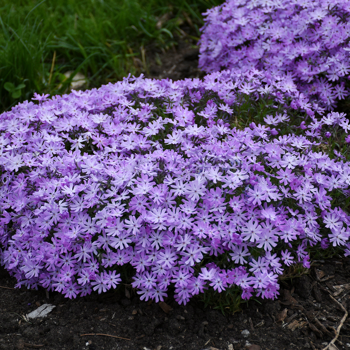 Bedazzled Lavender Hybrid Spring Phlox | Buy at NatureHills.com