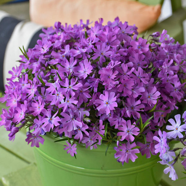 Bedazzled Pink Hybrid Spring Phlox