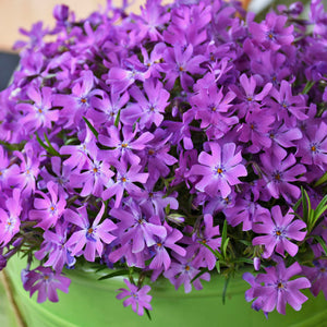 Bedazzled Pink Hybrid Spring Phlox