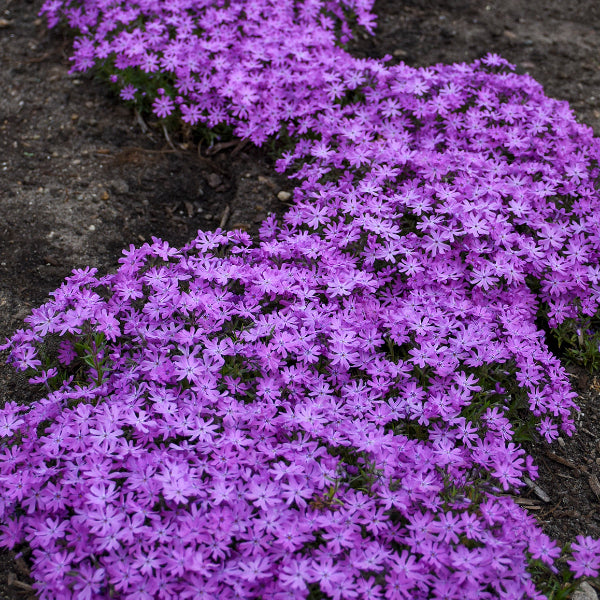Bedazzled Pink Hybrid Spring Phlox