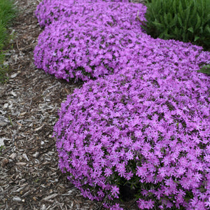 Bedazzled Pink Hybrid Spring Phlox